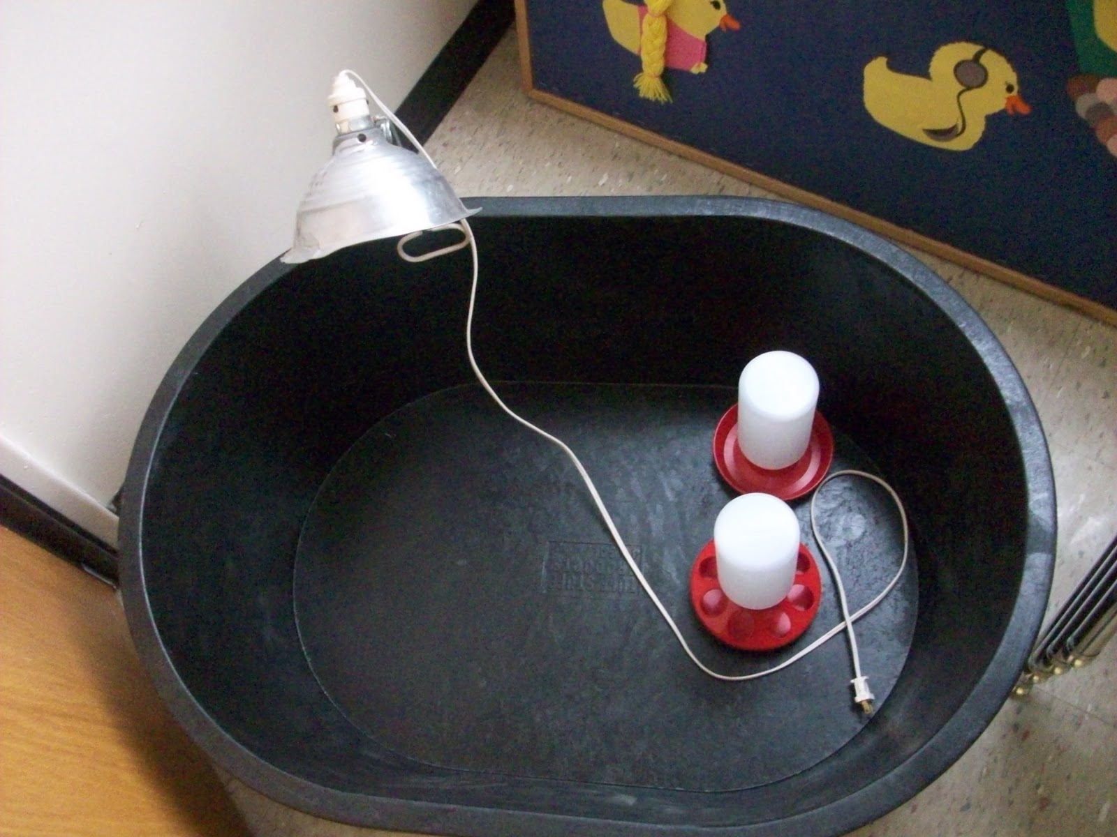 Just Ducky Duck Brooder