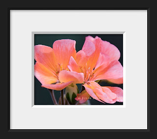 A virtual framed display of the delicate sunlit pink blossoms of a geranium in sunset colors of tangerine, fuchsia, and orange.
