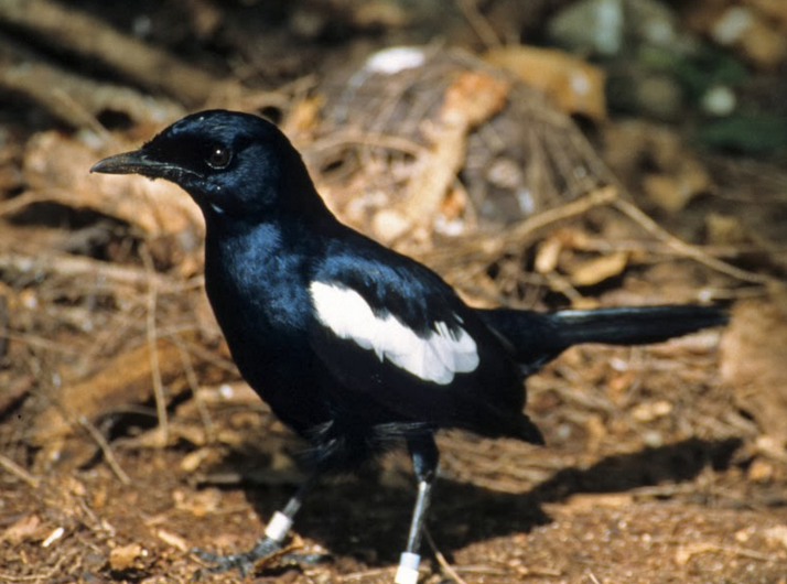 Jenis-Jenis Burung Kacer Yang Ada Di Indonesia