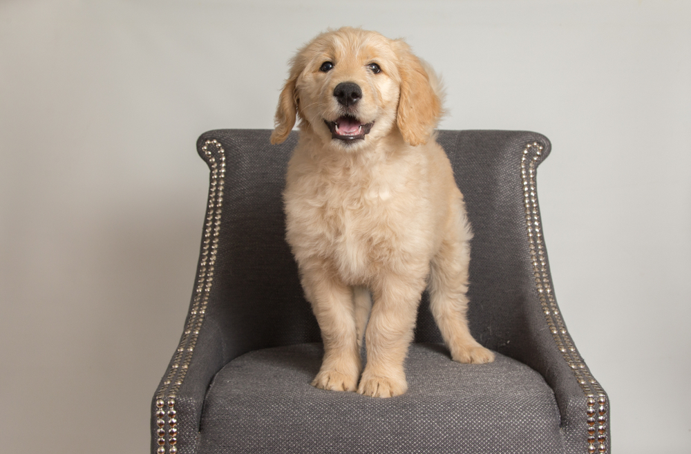 Dog Mini Golden Retriever Breeders Ontario
