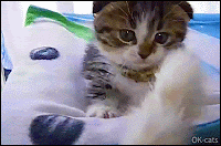 Cute Cat GIF • Scottish Fold kitten playing hard with her feather toy