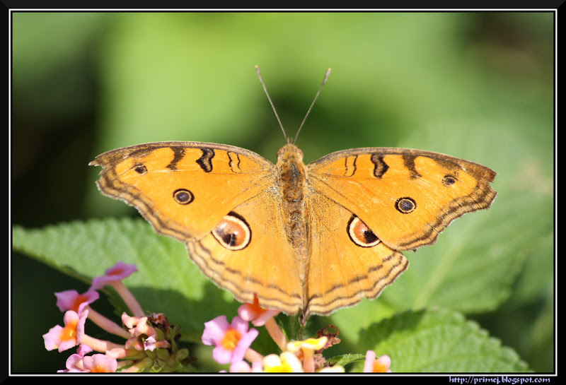 prime-photos-november-2012