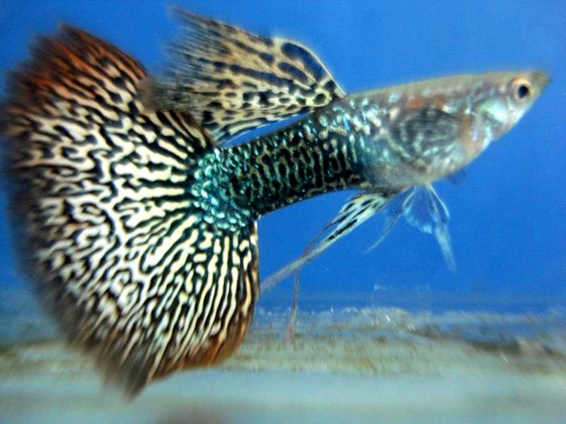 Ikan Hias 2016