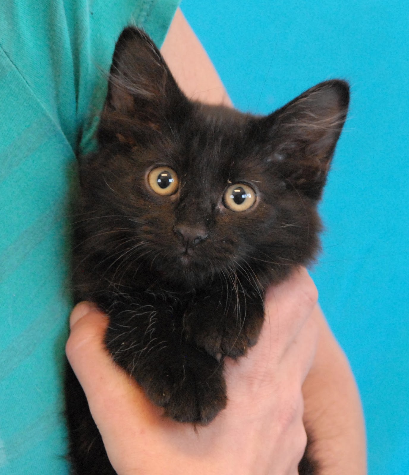 The Raven Kittens are now ready for adoption!
