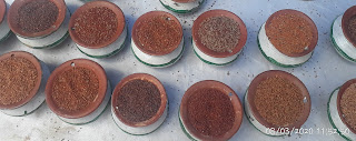 Varietal Diversity in Finger Millet