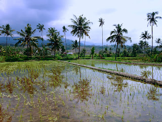 The Beginning Of Paddy Plants Planting In The Rice Fields Ringdikit Village, North Bali, Indonesia