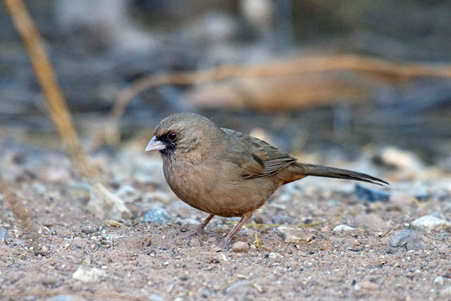 Common Backyard Birds In Arizona Lists Photos Id What Birds Are In My Backyard