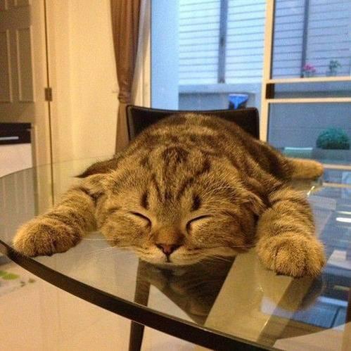 Смешной кот спит на столе
