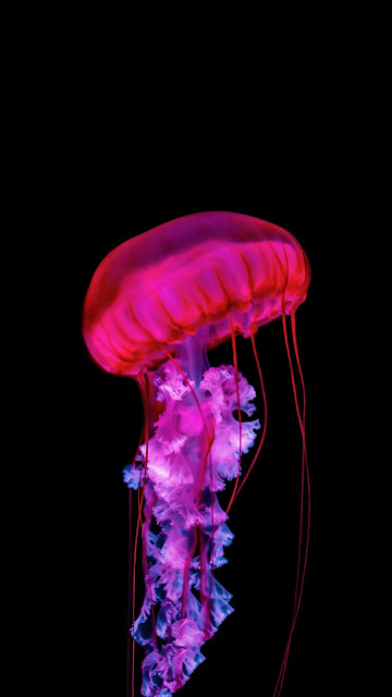 HD Wallpaper Jellyfish, tentacles, underwater