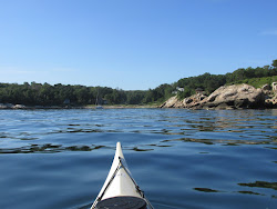 trashpaddler except strange birds tip hanging looking