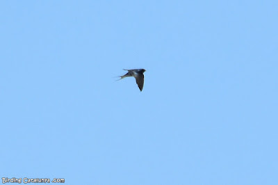 Oreneta vulgar (Hirundo rustica)