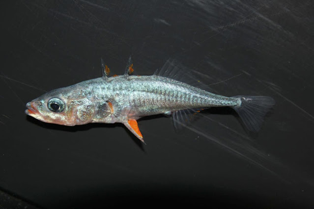 Ancient fish DNA provides a window back in time