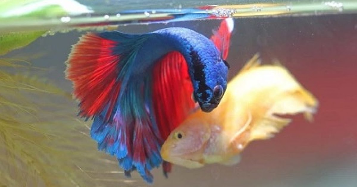 5 Ciri Ciri Ikan Cupang