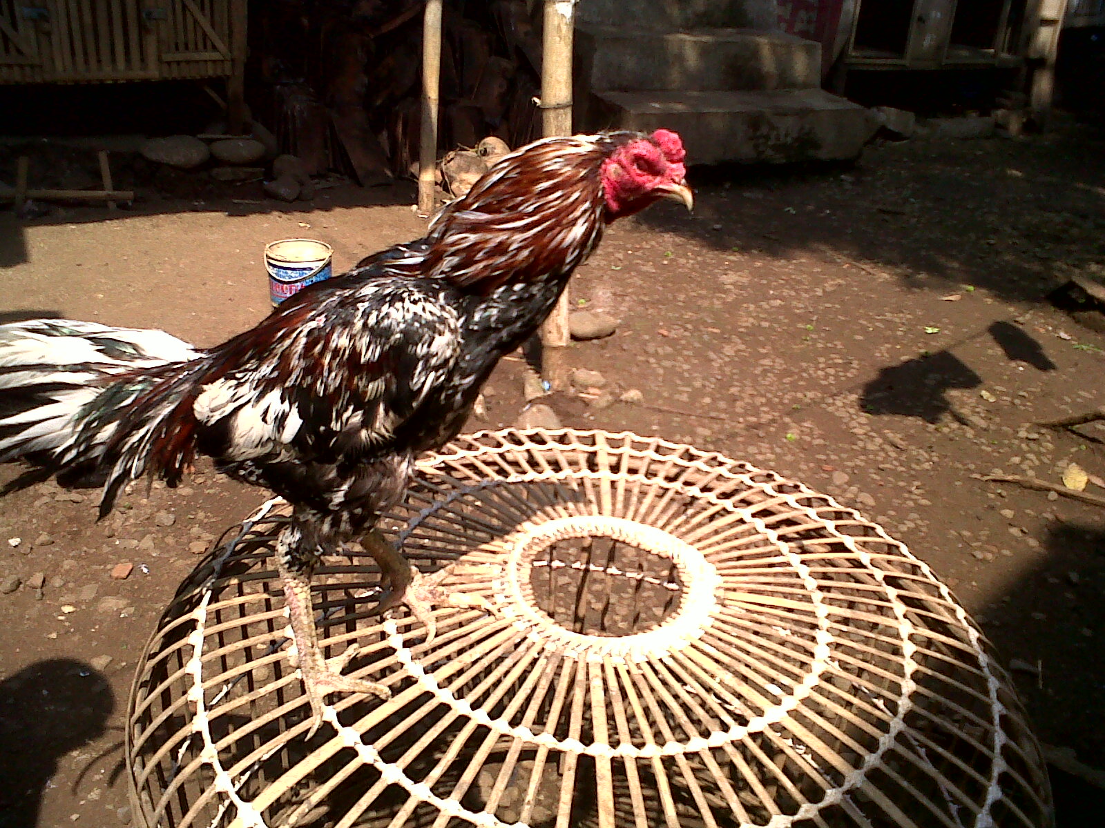 Madu Ayam Bangkok Siap Tarung Rooster Berikut Bernama Jago Aam