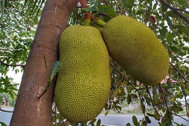 Jackfruit In Hindi-Benefits Of Jackfruit In Hindi-कटहल के पेड़ की जानकारी हिंदी में-NEW UPDATED