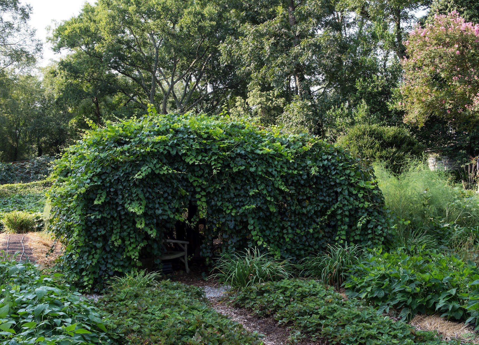 Elm Street Gardens August Beauties