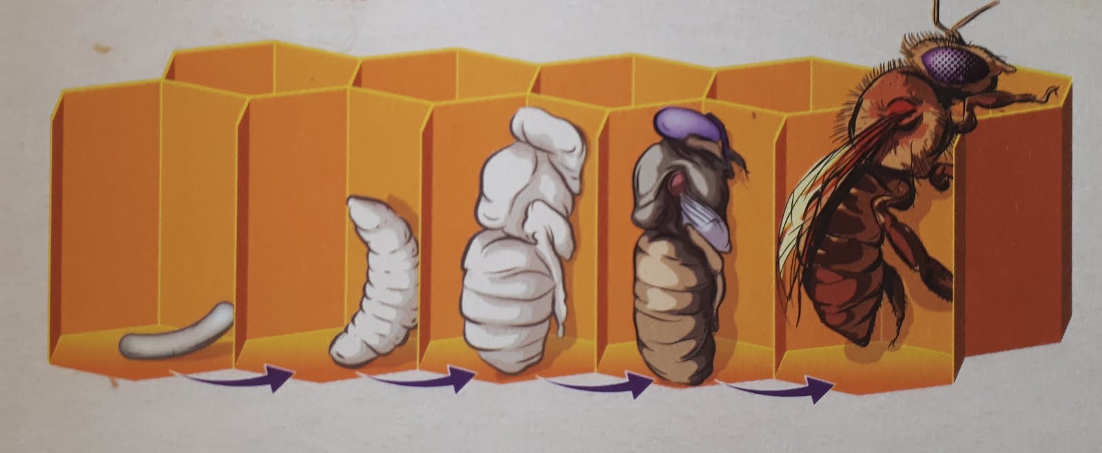 Mein Lebensprojekt als Diabeteskind Bienen Wie wichtig sind sie