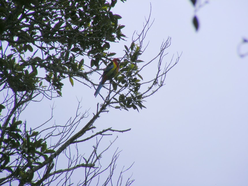 parrot-nz