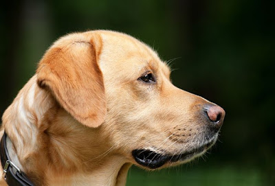 कुत्ते के बारे में रोचक तथ्य | 80 Amazing Facts Of Dogs In Hindi