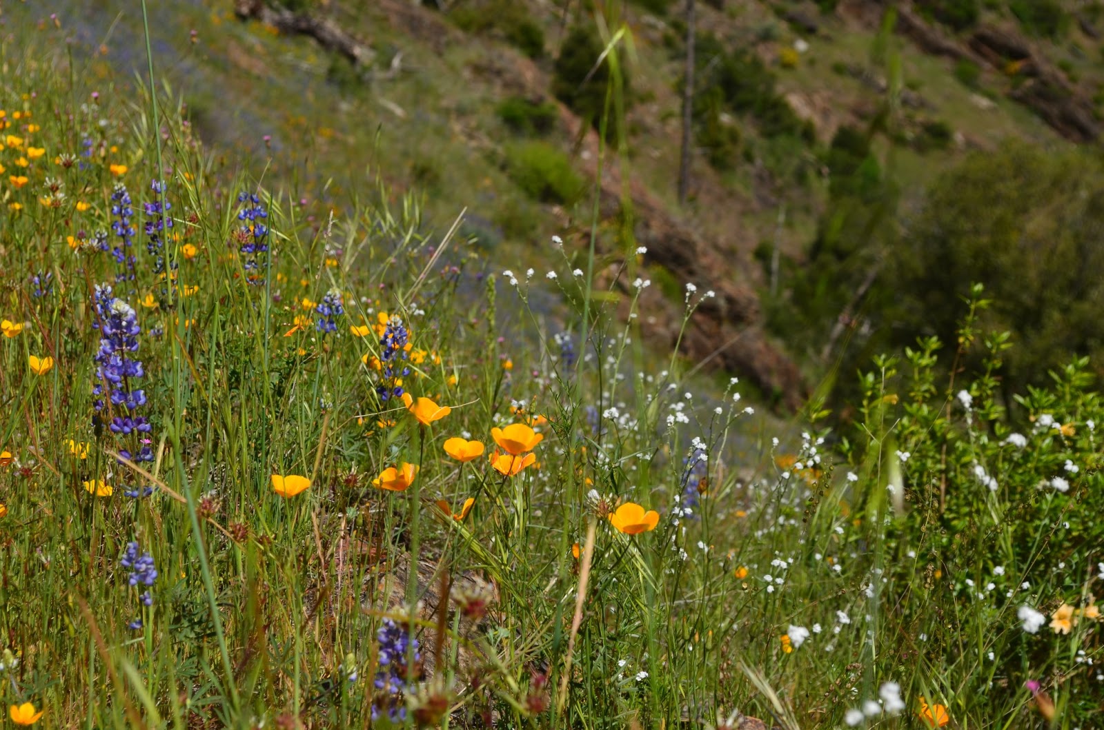 Peachy Hiker: Stevens Trail in Colfax, CA