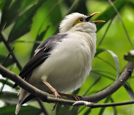 7 Cara Dan Tips Akurat Proses Perawatan Burung Jalak Putih Supaya