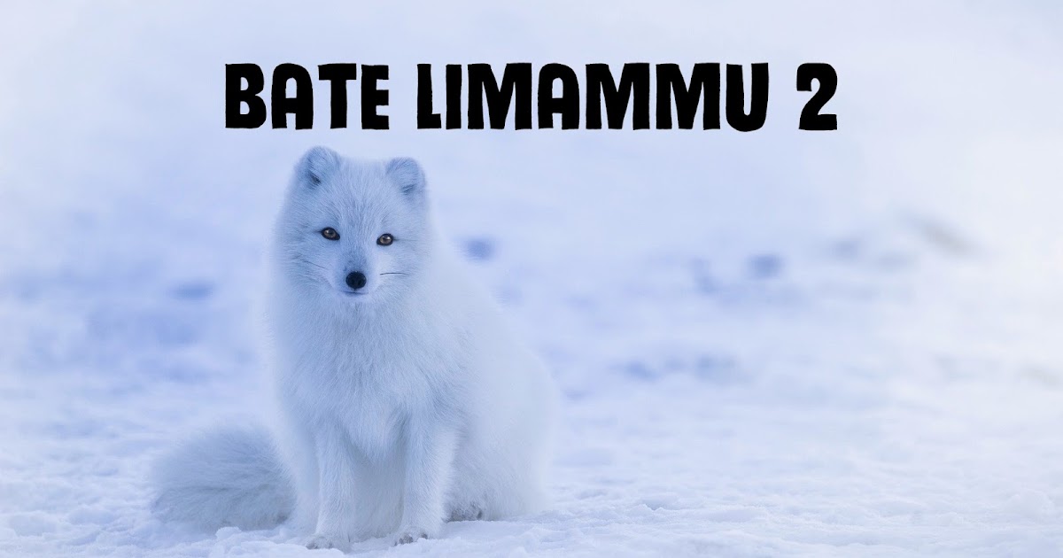 Lirik Lagu Bugis Bate Limammu 2 Maluccana