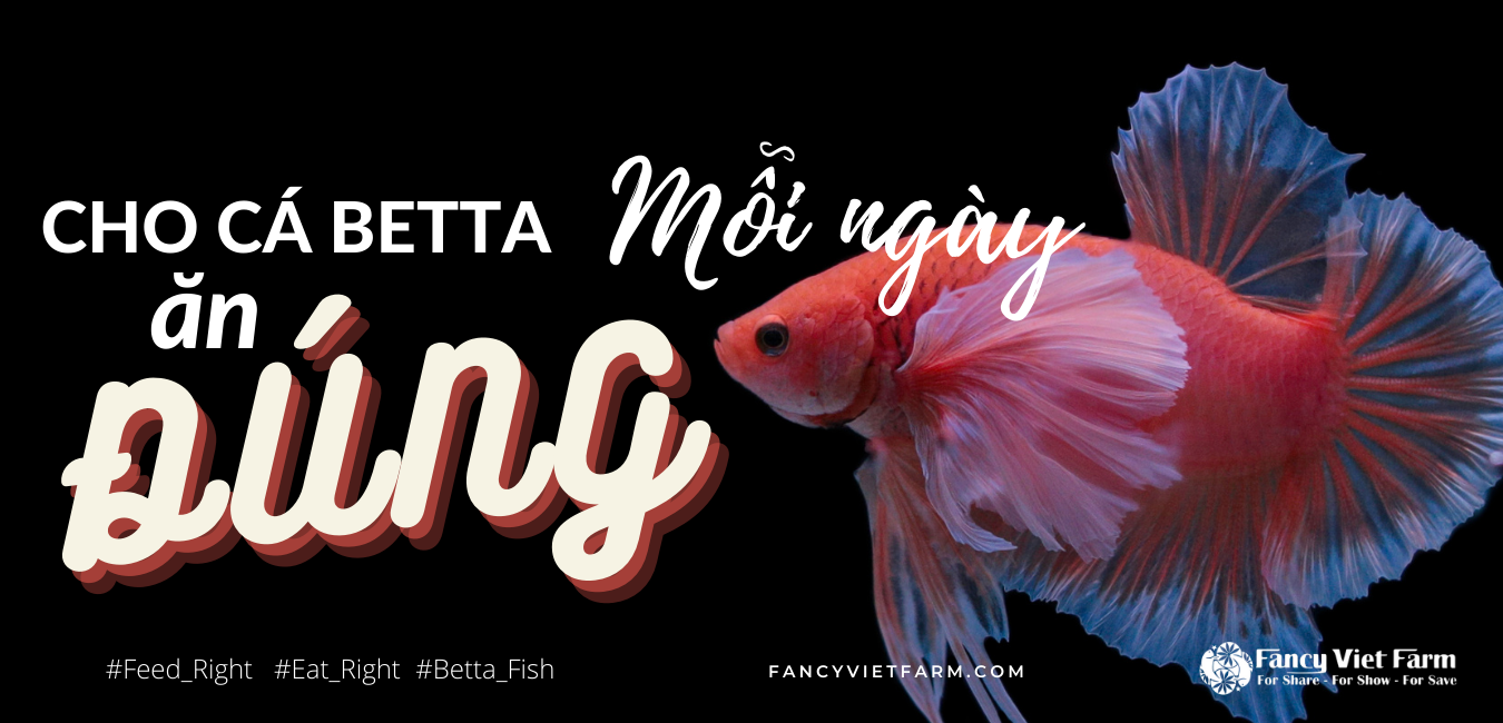  cá Betta ăn