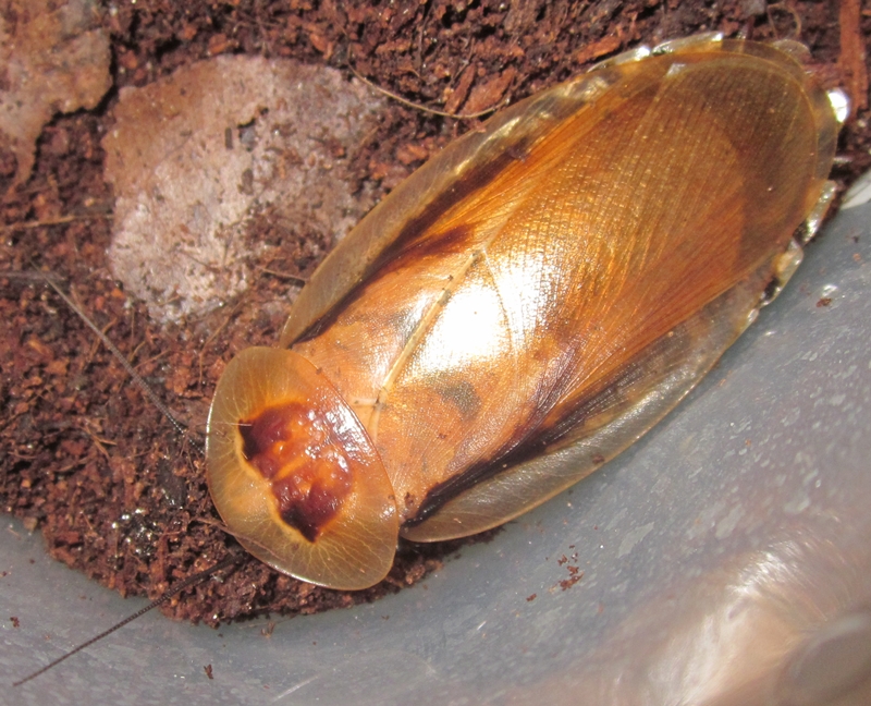 Hisserdude's Roaches B.Venezuela%25231