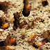 Flick the Termite Issue from your Home with Pest Control