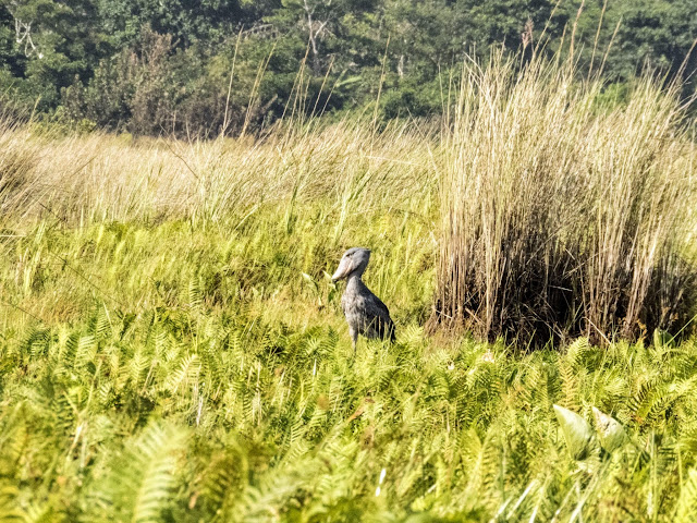 Shoebill in Mabamba Swamp in Uganda