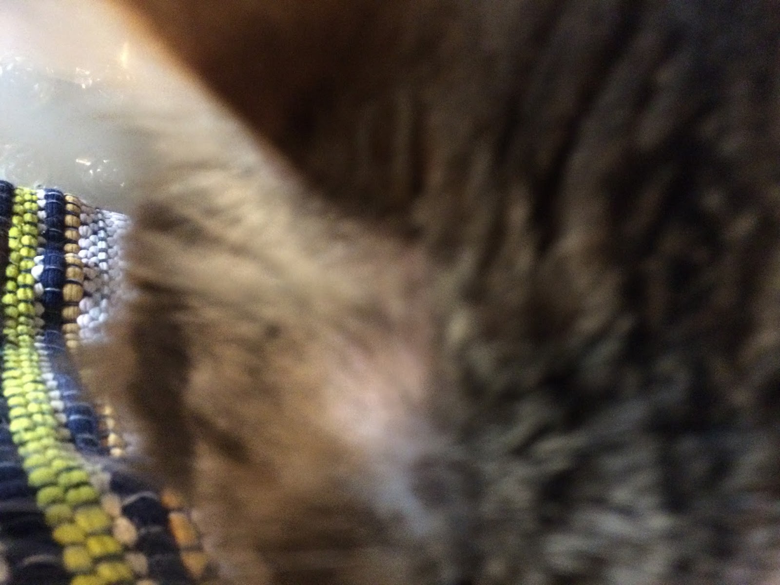 Feline Moderator Band Cardiomyopathy Papillomavirus More Black Spots