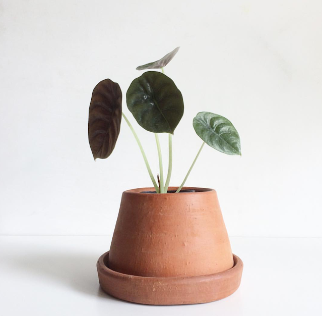 model pot bunga