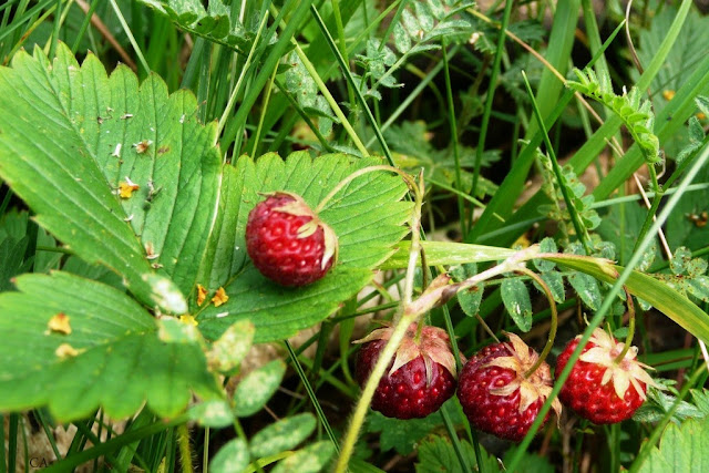 Лесная клубника