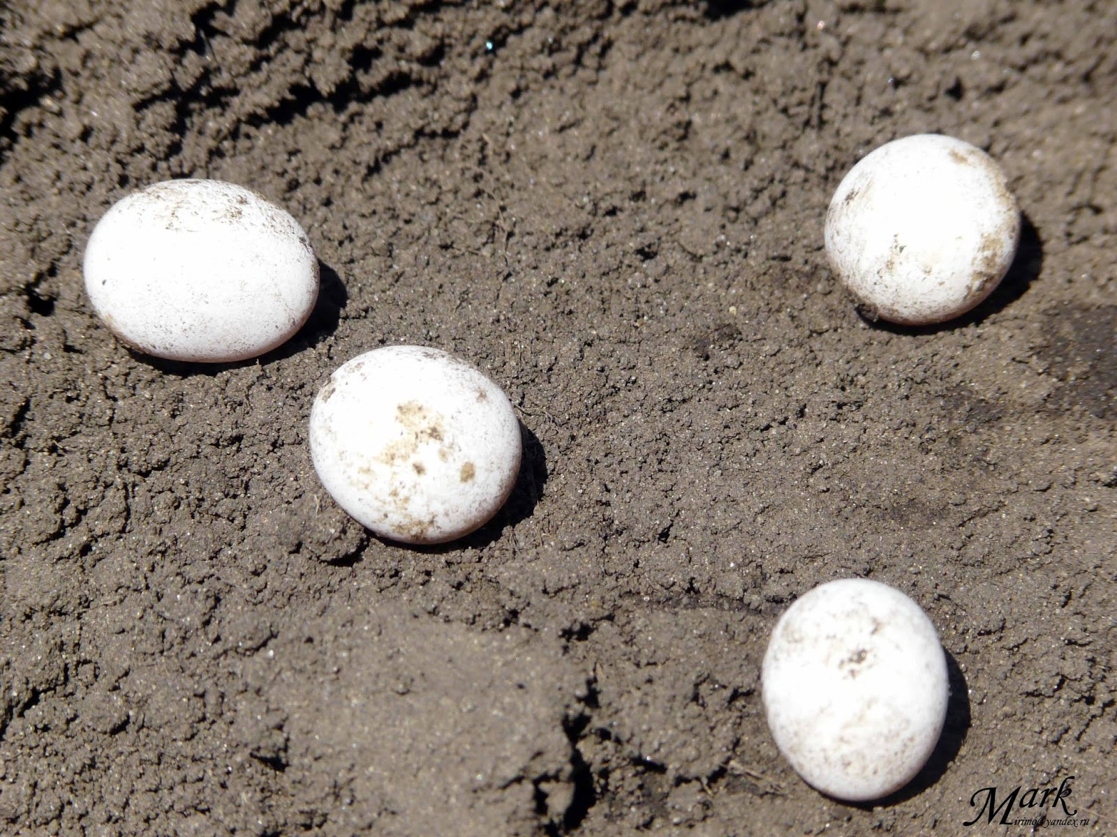 Яйцо ящера. Яйца ящерицы. Яйца ящерицы в песке. Размер яйца ящерицы. Яйца ящерицы обыкновенной в песке.