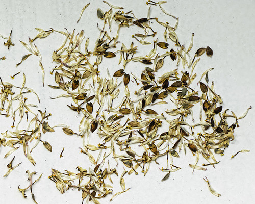 Для получения махровых циний необходимо отобрать правильные семена. Семена похож