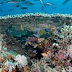 Ecosistemi marini: più che l’inquinamento, poté il riscaldamento