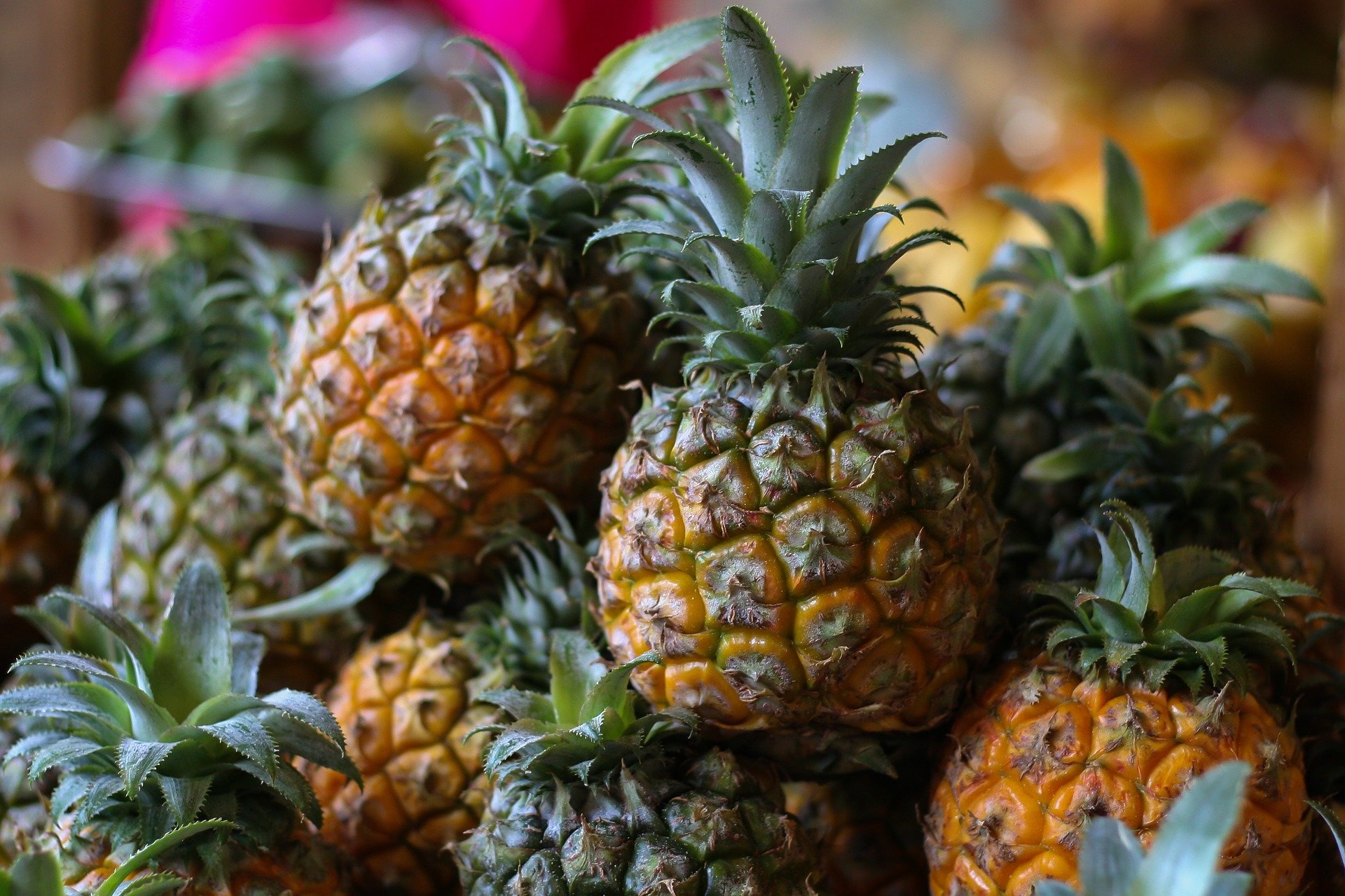 How to grow pineapple plants from Pineapple Tops
