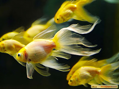 Fish HD Wallpaper for Desktop Fish HD Wallpaper for Desktop