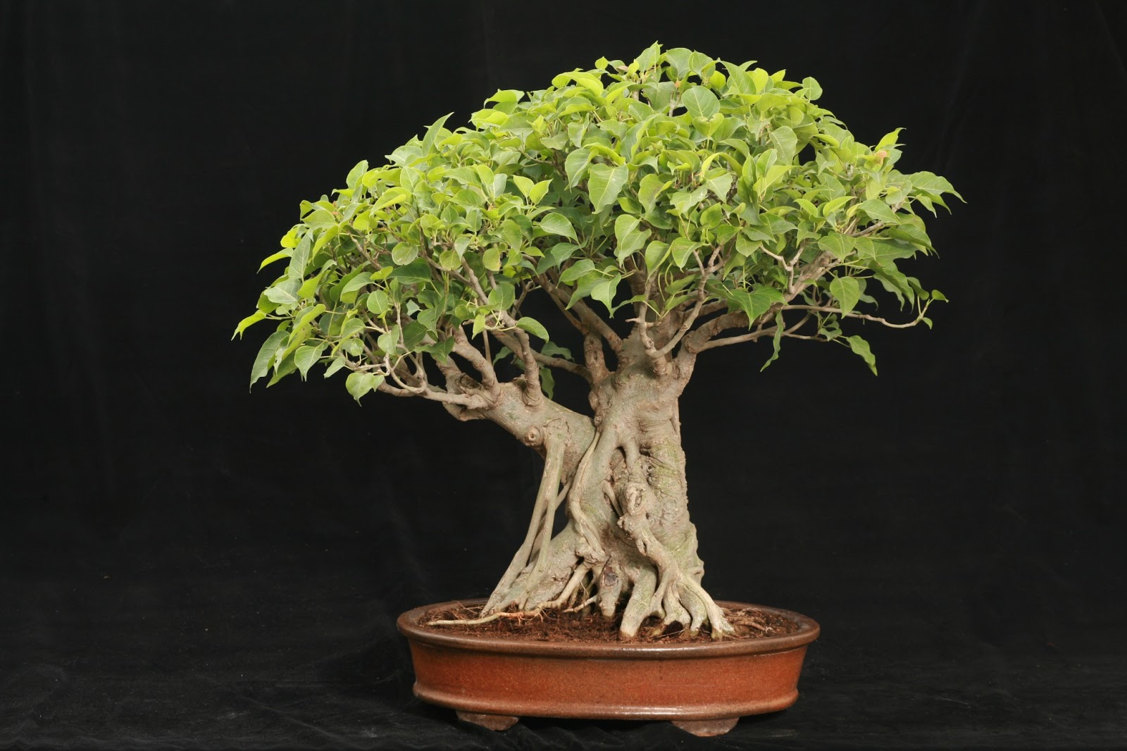 Cây Sung Cảnh Bonsai (Ficus racemosa)