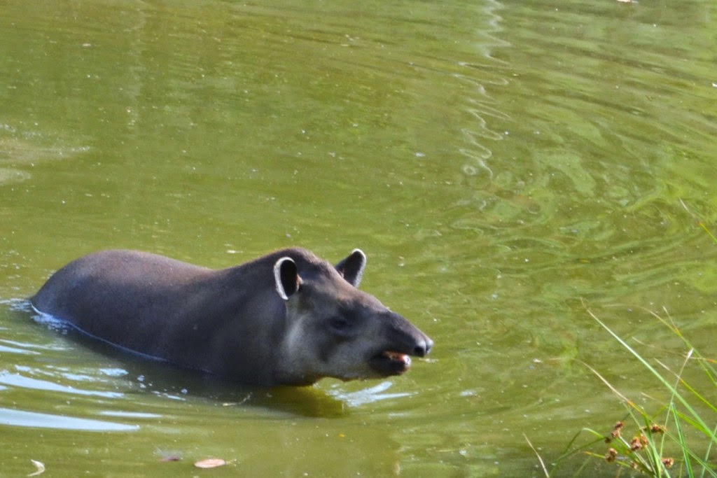 Anta do Zoológico de São Paulo