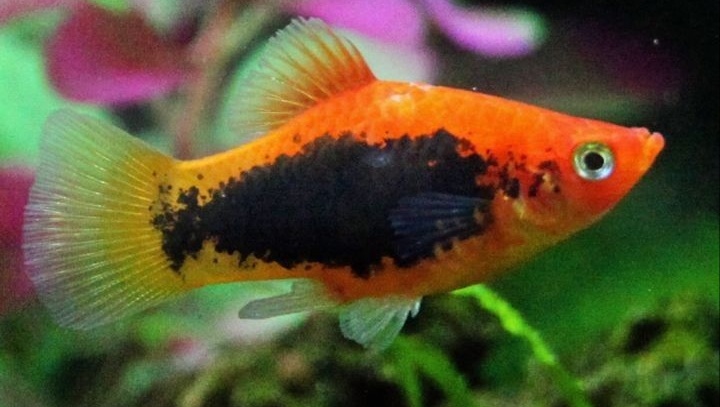 Tips Cara Merawat Ikan Hias Air Tawar Tanpa Pompa Oksigen Dan
