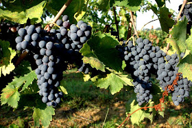 prugnolo gentile grapes