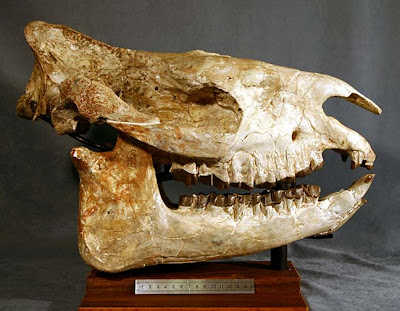Subhyracodon skull