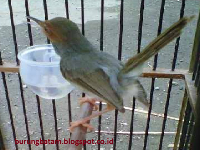 Cara tepat melatih prenjak agar cepat makan voer Tips