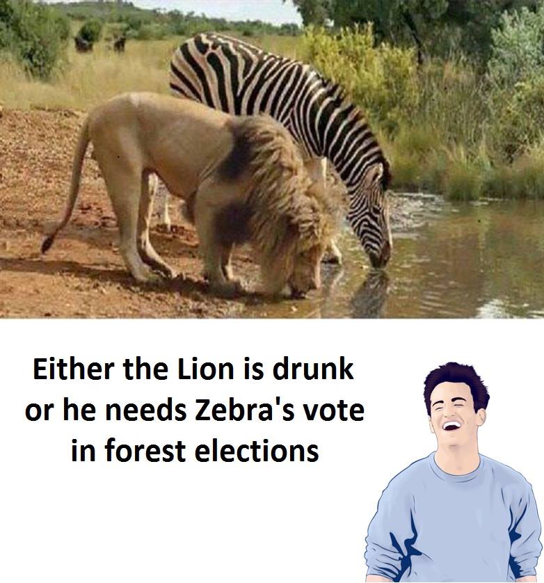 lion-zebra-funny-picture.jpg