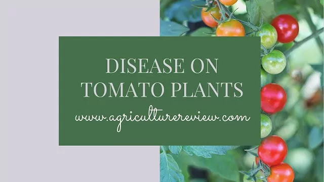 disease on tomato plants