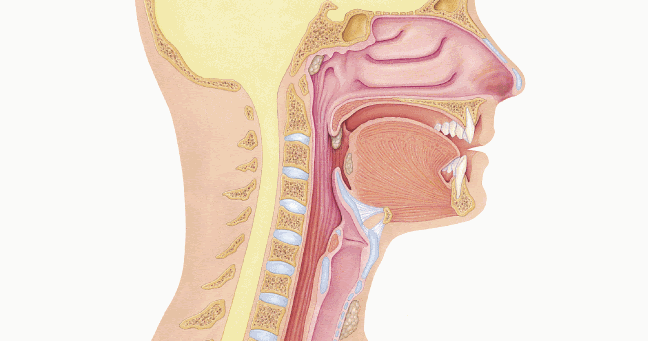 Systems of...: 3.- The Respiratory System - Organs And Functions