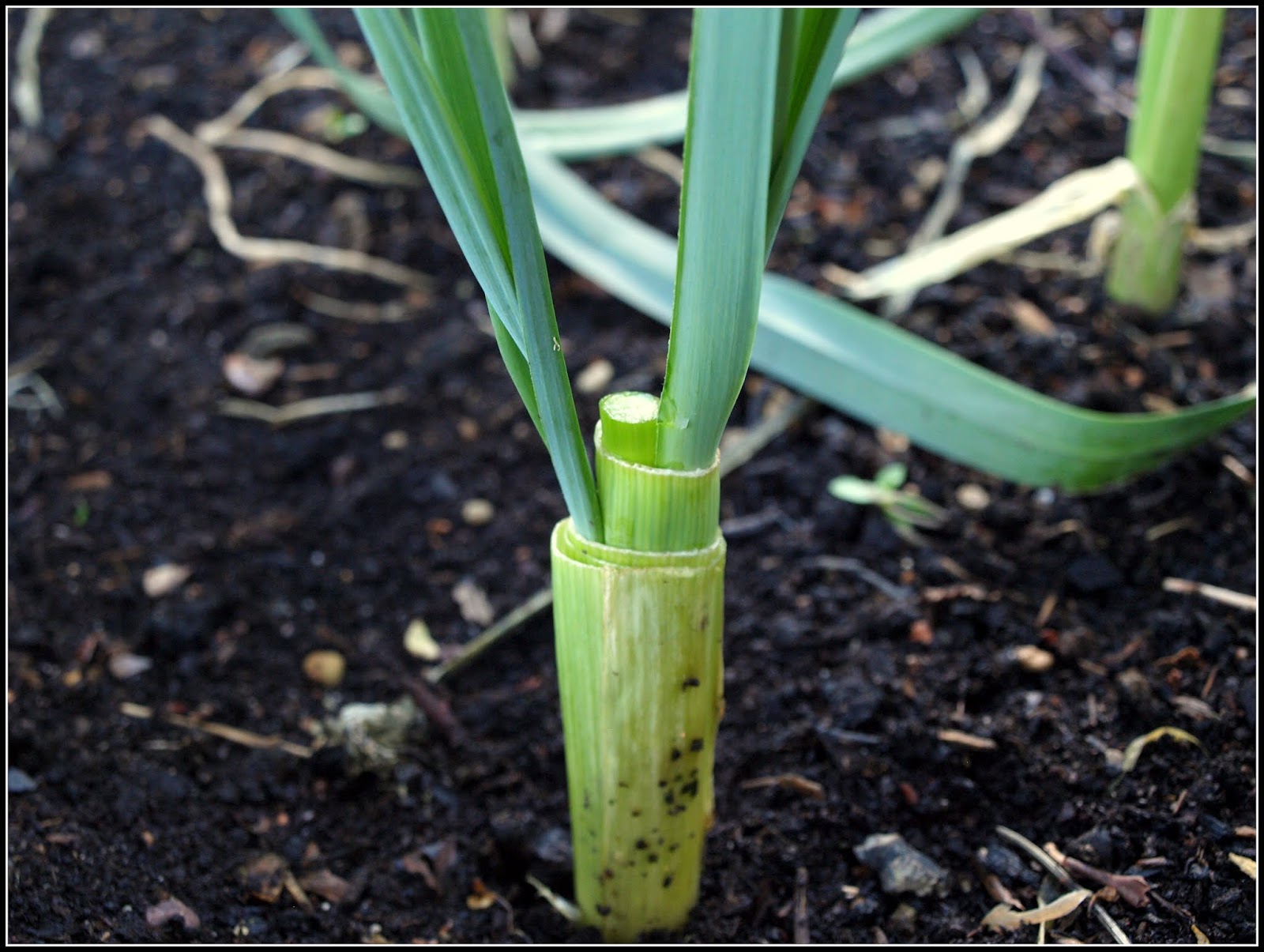 Mark's Veg Plot: Re-sprouting Leeks