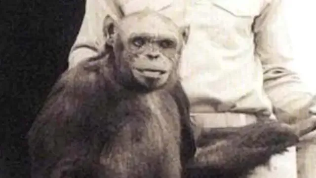 Científico afirma que la historia del Humanzee, un híbrido humano-chimpancé, era cierta