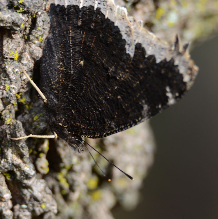 Ventral view of a Mourning Cloak butterfly; the wings are dark and wrinkled-looking, and resemble bark